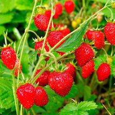 Схема вышивки «№2100492»