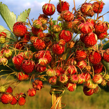 Схема вышивки «Земляничка»