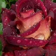 Схема вышивки «цветы»