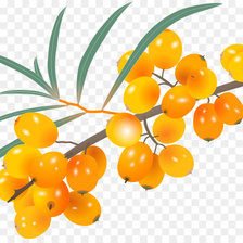 Схема вышивки «Облепиха»