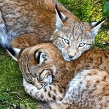 Схема вышивки «дикие»