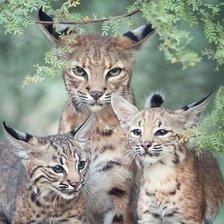 Схема вышивки «дикие»