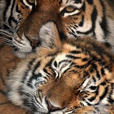 Схема вышивки «дикие»