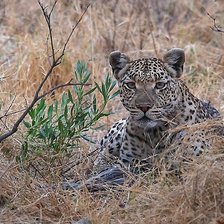 Схема вышивки «мир животных.»