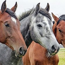 Схема вышивки «кони»