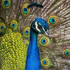 Схема вышивки «павлин»