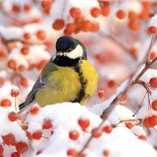 Схема вышивки «Синичка на рябине»
