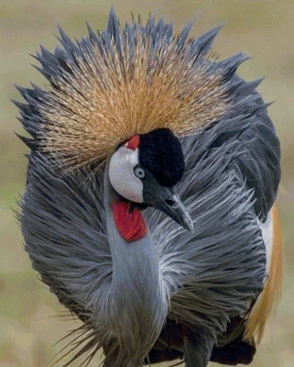 Венценосный журавль 2 - птица, журавль - предпросмотр