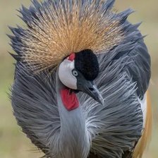 Схема вышивки «Венценосный журавль 2»