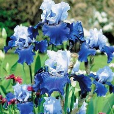 Схема вышивки «ирисы»