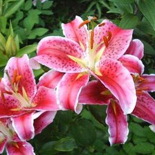 Схема вышивки «цветы»