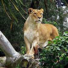 Схема вышивки «львы»