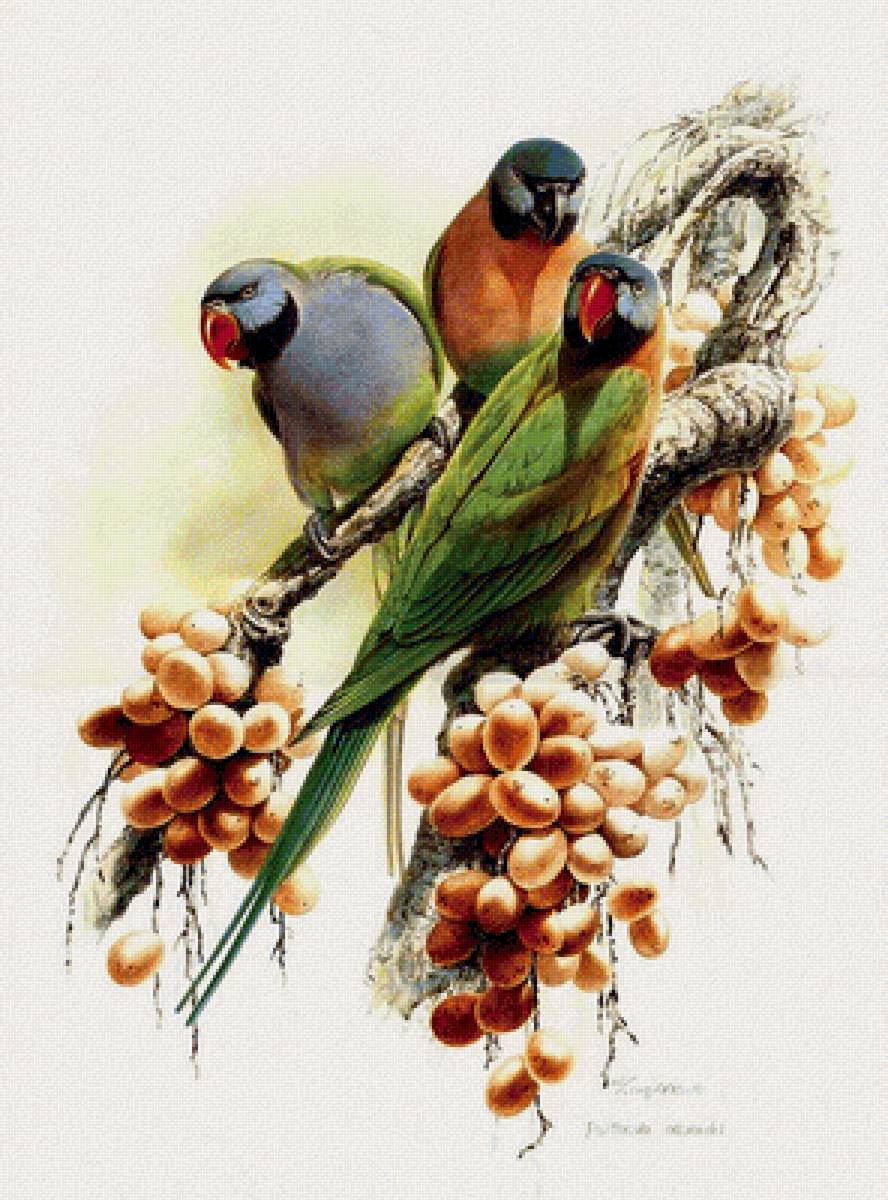 Попугаи - птицы, тропики, попугай - предпросмотр