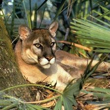 Схема вышивки «пума»