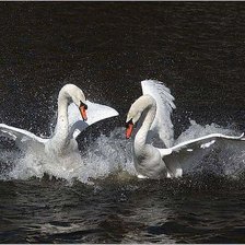 Схема вышивки «лебеди»