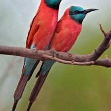 Схема вышивки «Нубийская пурпурная щурка»