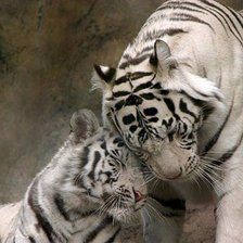 Схема вышивки «тигры»