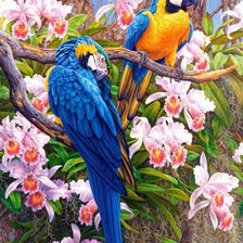 Схема вышивки «Попугаи и орхидеи»