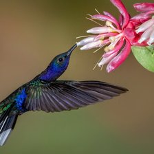 Схема вышивки «Колибри 2»