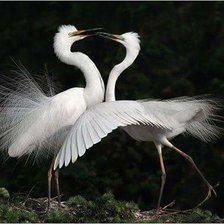 Схема вышивки «птицы»