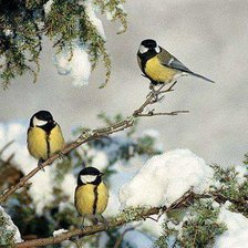 Схема вышивки «птицы»