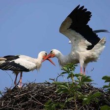 Схема вышивки «птицы»