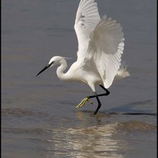 Схема вышивки «птицы»