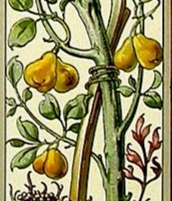 Схема вышивки «Anton Seder, prints»