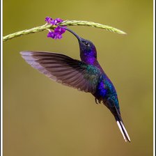 Схема вышивки «Колибри 3»