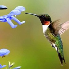 Схема вышивки «Колибри 5»