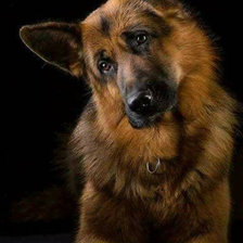 Схема вышивки «рекс»