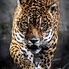 Схема вышивки «леопард»