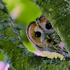 Схема вышивки «сова»