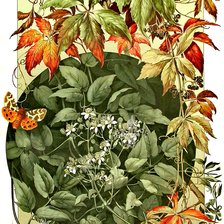 Схема вышивки «Anton Seder»