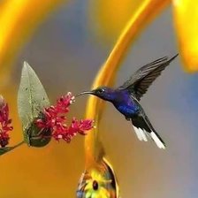 Схема вышивки «Колибри 8»