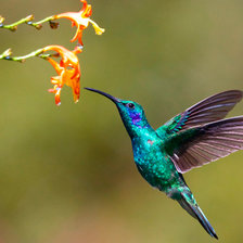 Схема вышивки «Колибри 9»