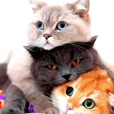 Схема вышивки «kotiki»