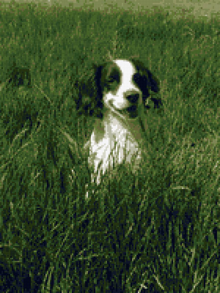 Лукас пес - собака - предпросмотр