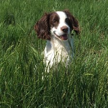 Схема вышивки «Лукас пес»