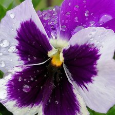 Схема вышивки «Bratek»