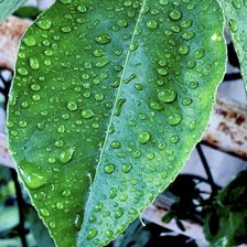 Схема вышивки «Роса»