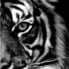 Схема вышивки «Тигр»