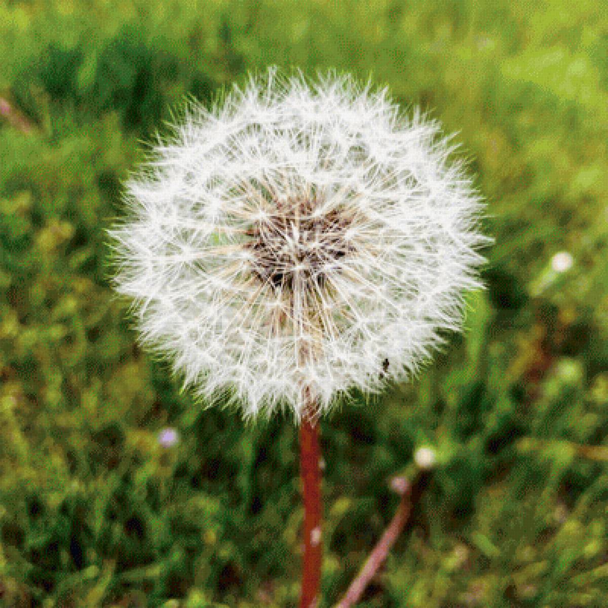 Одуванчик - весна, природа, одуванчик - предпросмотр