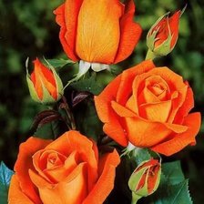 Схема вышивки «цветы»