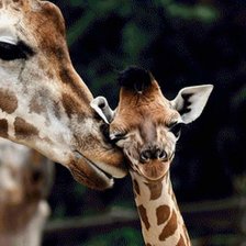 Схема вышивки «Żyrafy»