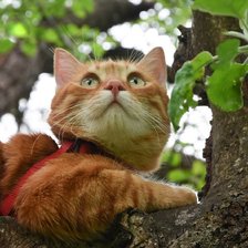 Схема вышивки «Кот Кубик»