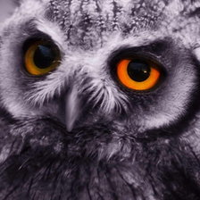 Схема вышивки «Сова»