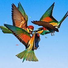 Схема вышивки «żołny»