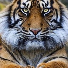 Схема вышивки «тигр»