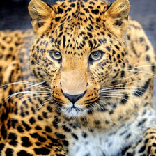 Схема вышивки «Котик»